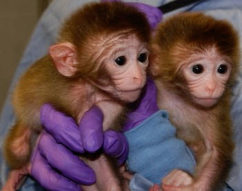 chimeras_monkeys