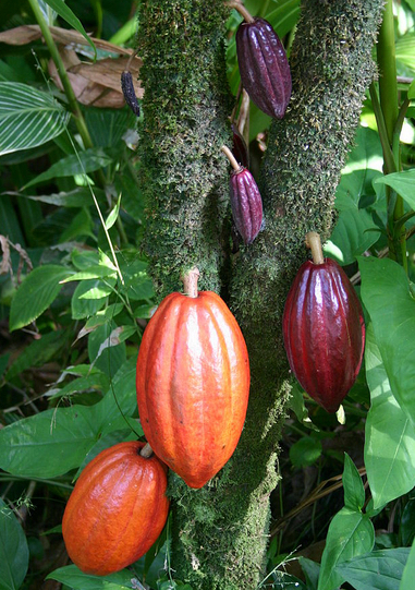 cocoa pods