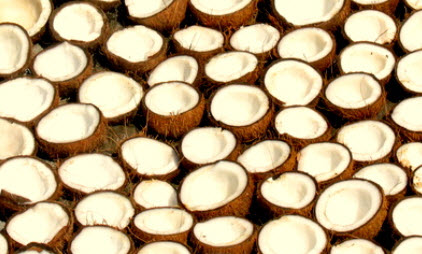 coconuts