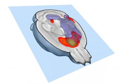 connected_brain_regions connected_brain_regions