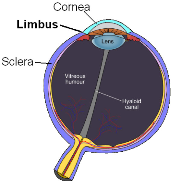 corneal limbus