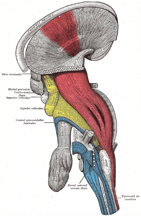 corticospinal tract