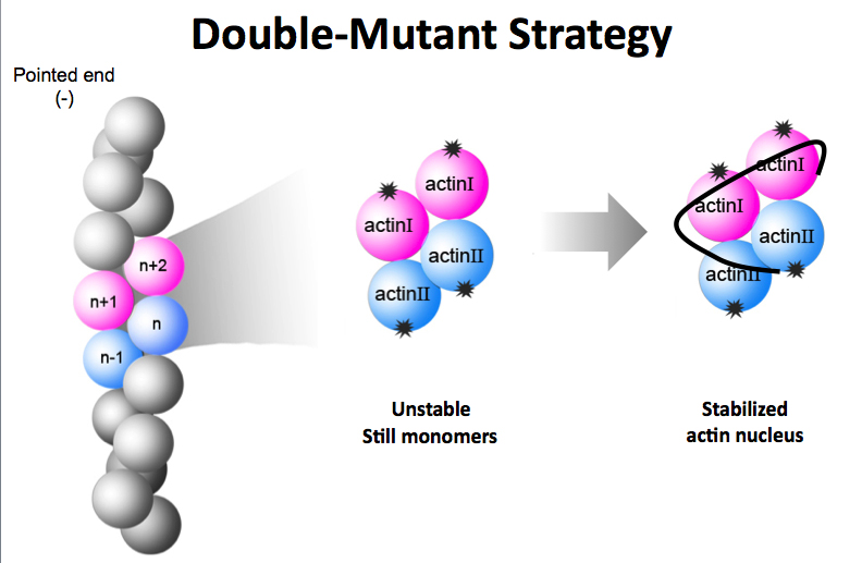 double_mutant_strategy