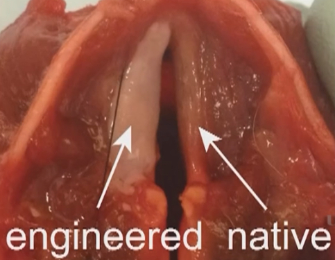 engineered vocal folds
