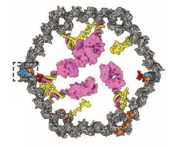 gatednanorobot1a gatednanorobot1a