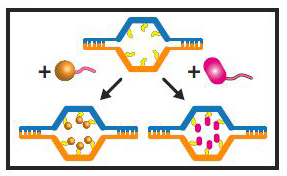 gatednanorobot1d gatednanorobot1d