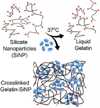 gelatin-silicate
