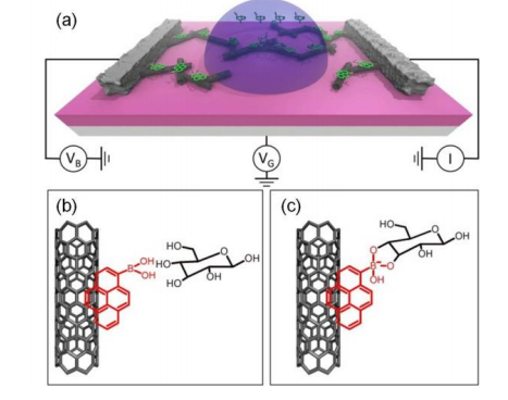 glucose_binding_nanotube