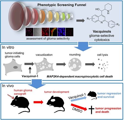 graphabstract_ehrnfors_cell