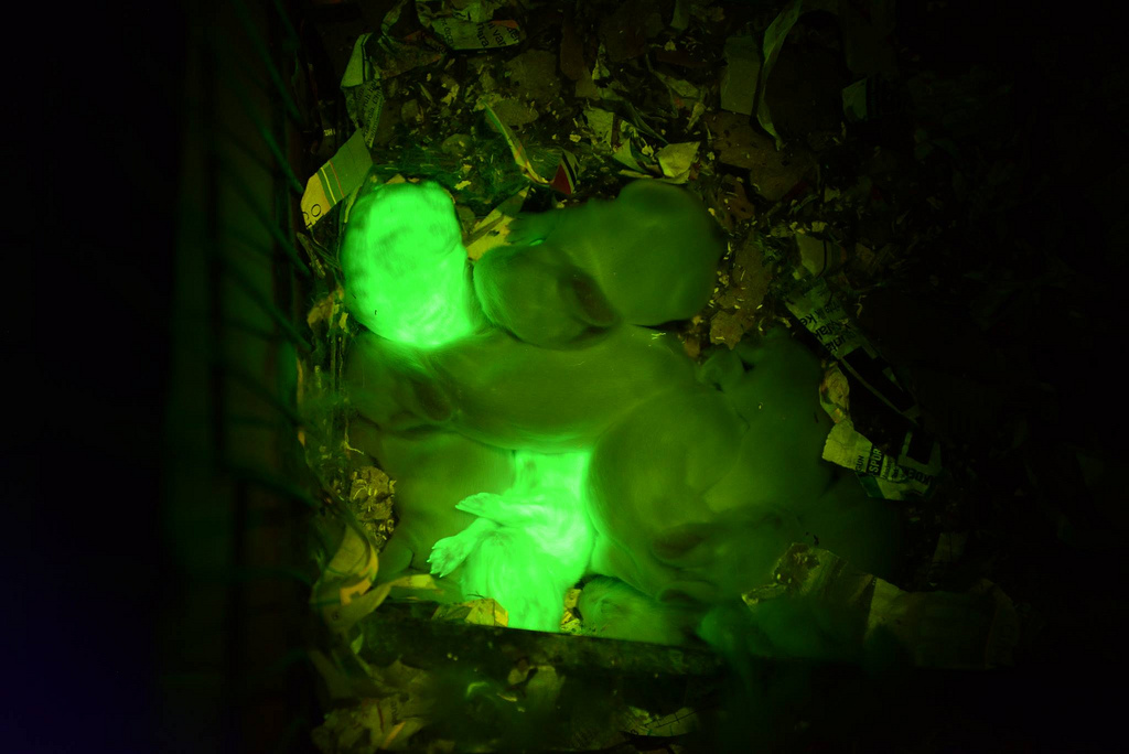 green_glowing_rabbits