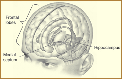 hippocampusfrontallobes