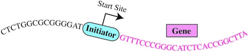 human Initiator