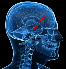 hypothalamus
