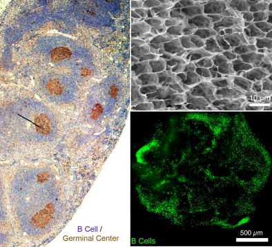 immune organoid