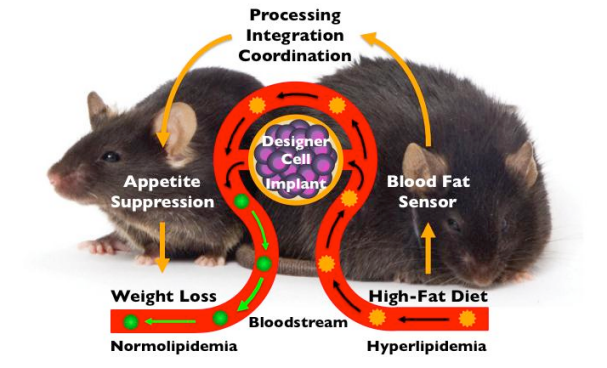 implantable_slimming_aid implantable_slimming_aid