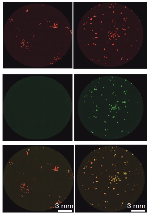 jacob hanna_stem cells jacob hanna_stem cells