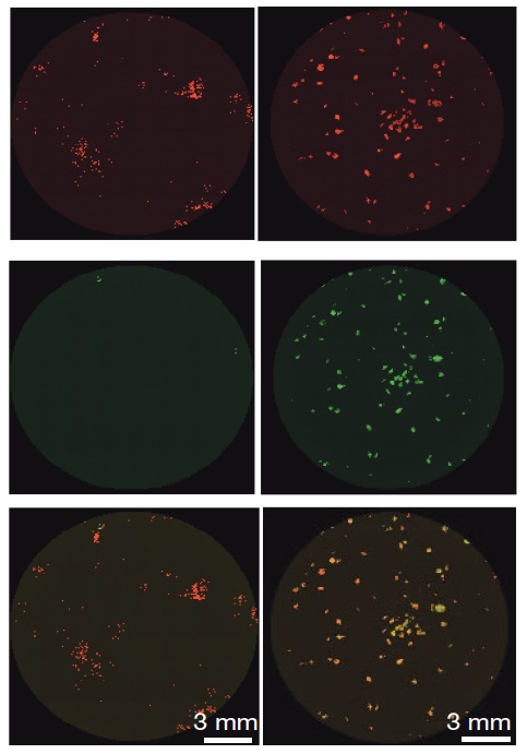 jacob hanna_stem cells