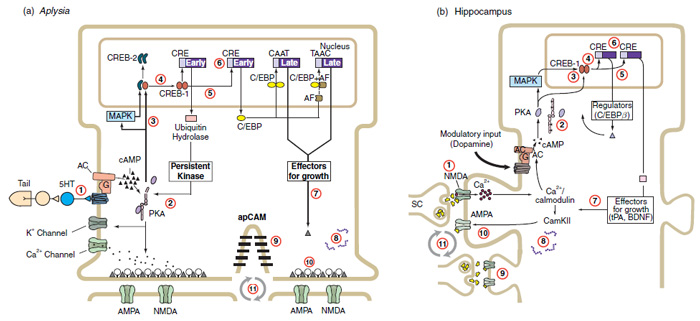 longtermmemoryformation