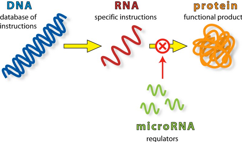 microRNA regulation