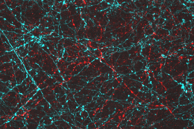 mit_optogenetics mit_optogenetics