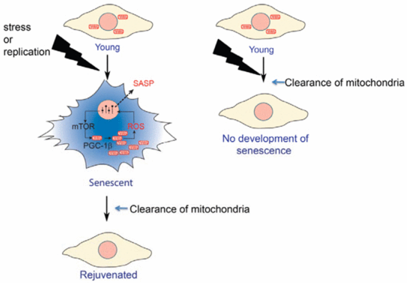 mitochondria clearing