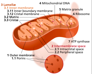 mitochondrion