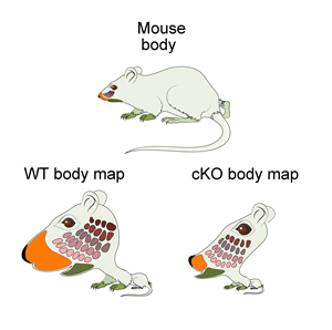 mouse_body_map