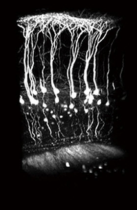 mouse_brain