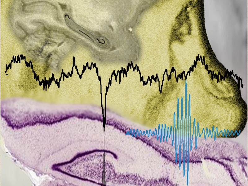 Neuronlae Interaktionen