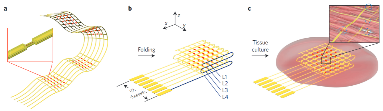 nanoelectronic scaffold - cardiac tissue