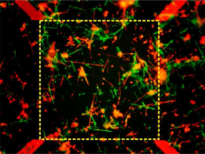 nanoscale fingerprint