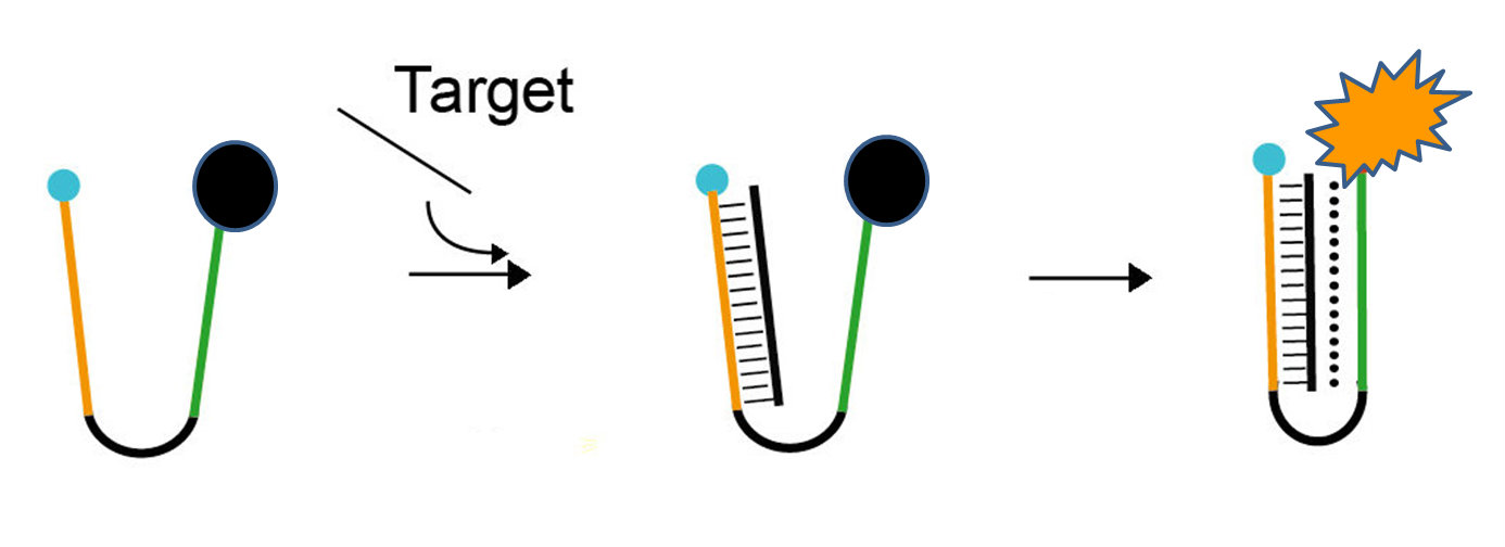 nanoswitch_dna nanoswitch_dna