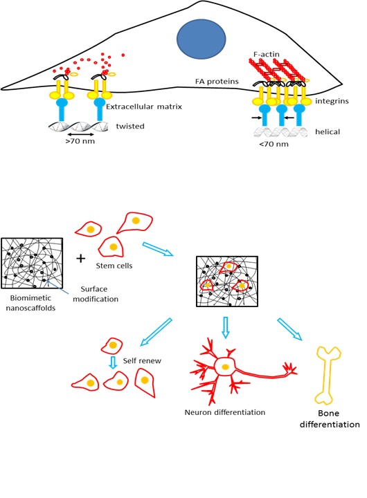 nanotech_regulates_stem_cell_function
