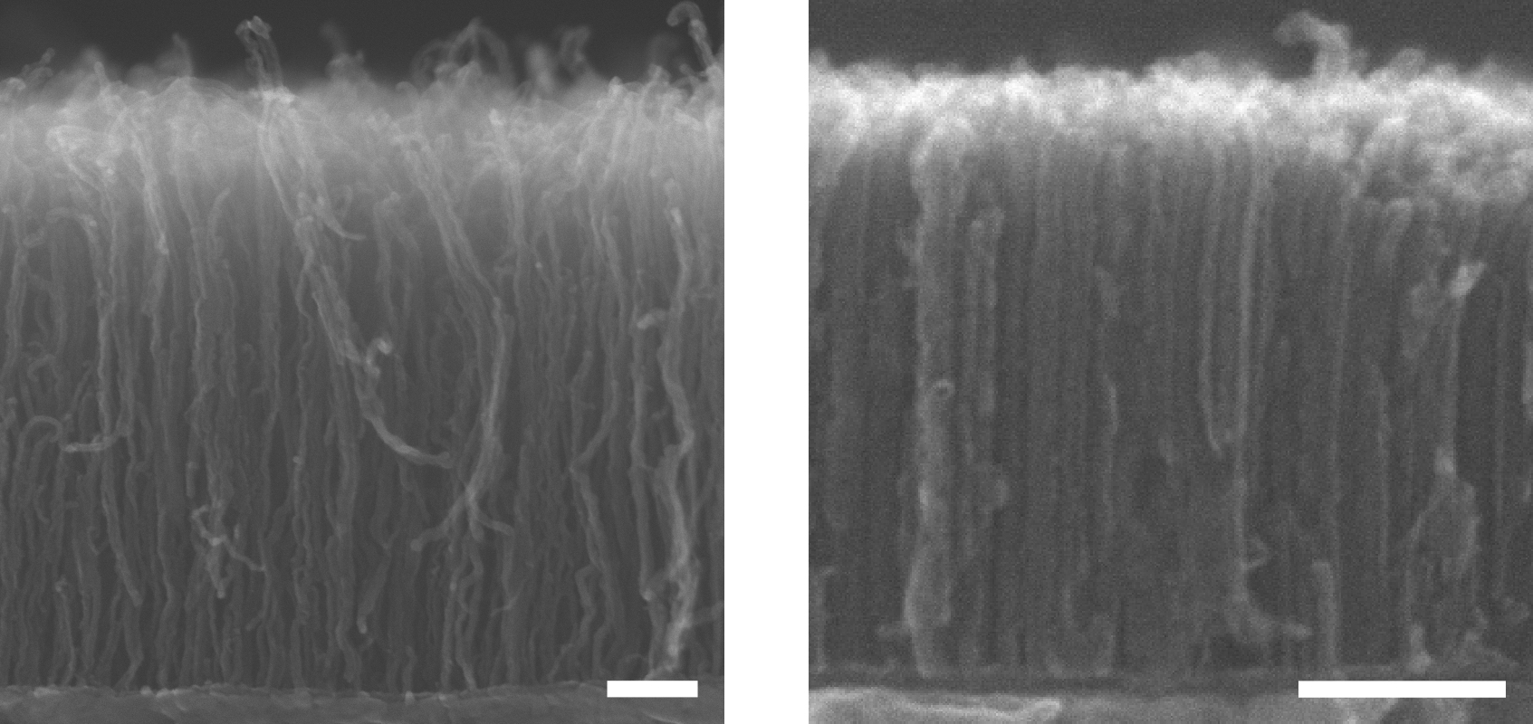 nanotube_forests nanotube_forests