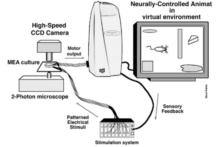 neurally_controlled_animat