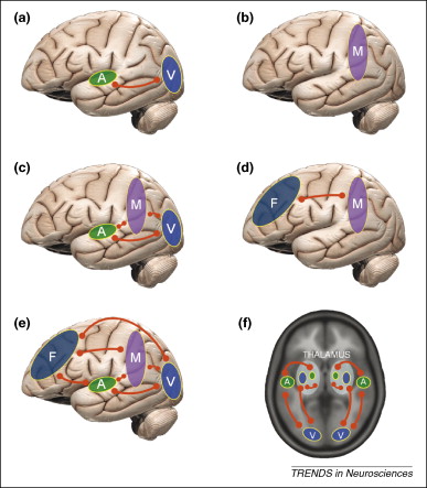 neuralsynchrony2