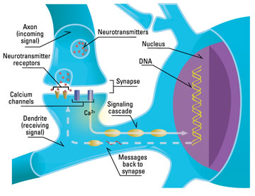 neuronsynapse