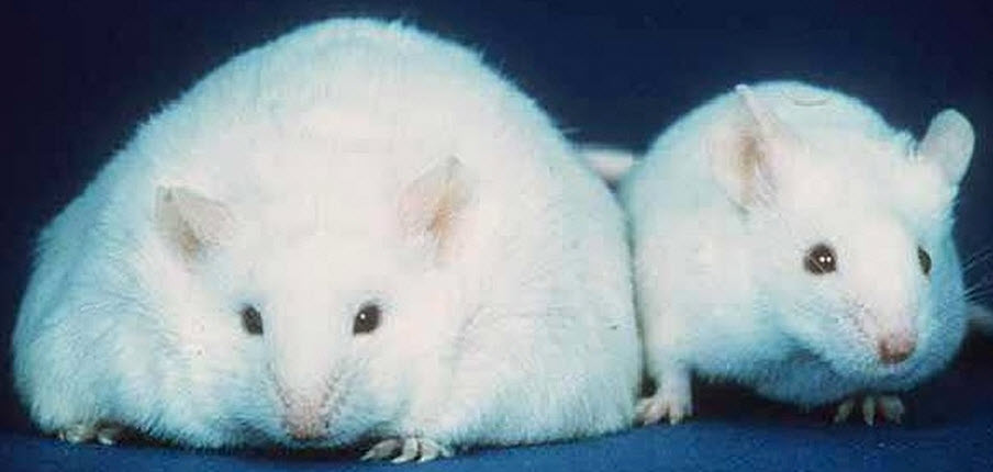obese mouse
