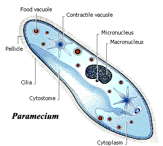 paramecium