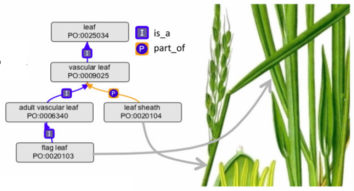 plant_ontology