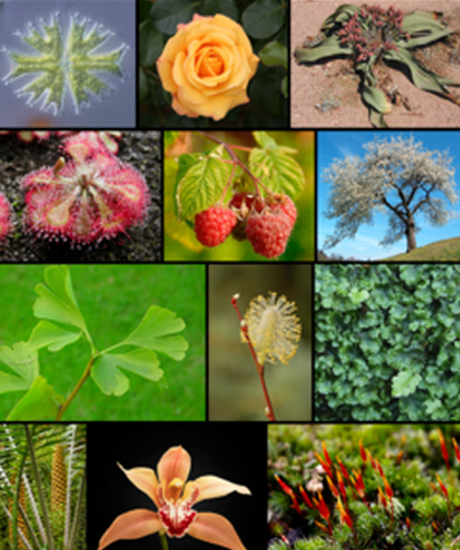 plants-hydrogen sources