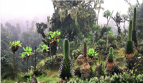 plants