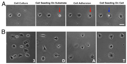 printing living cells