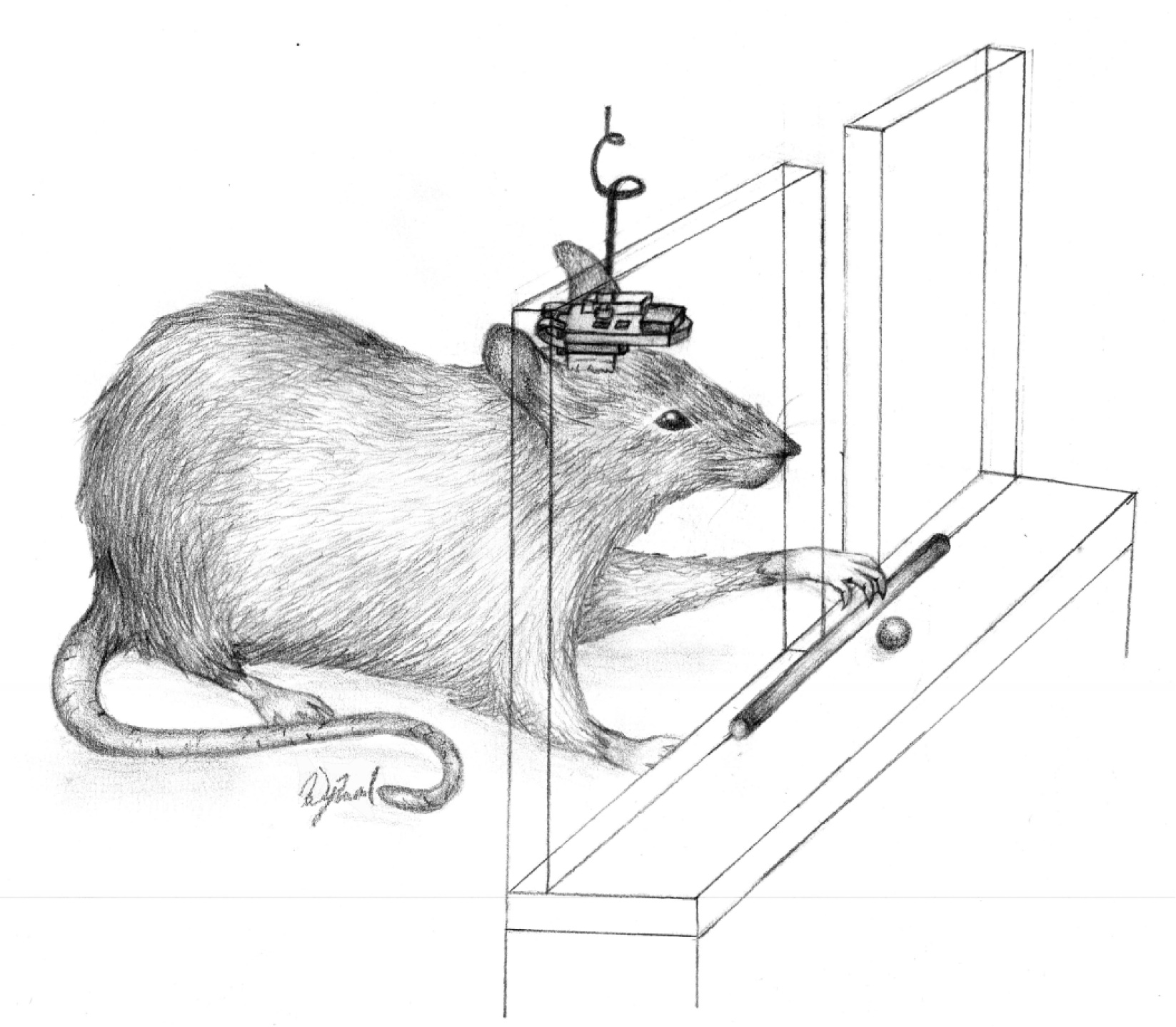 Rat with prostheses Rat with prostheses