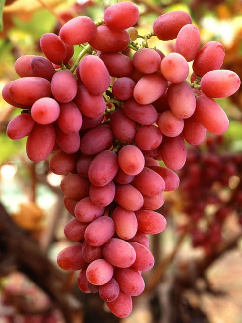 red grapes