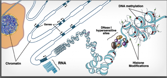 roadmapepigenomicsproject3