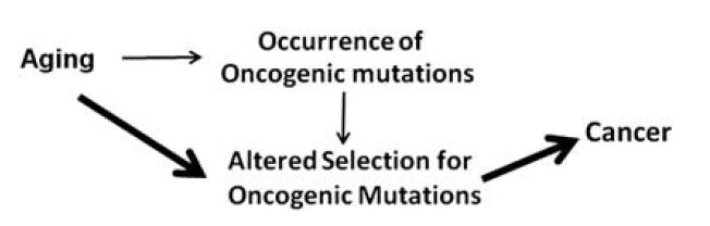 selection_centric_model_degregori selection_centric_model_degregori