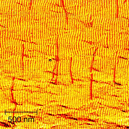 self_aligning_dna_wires self_aligning_dna_wires