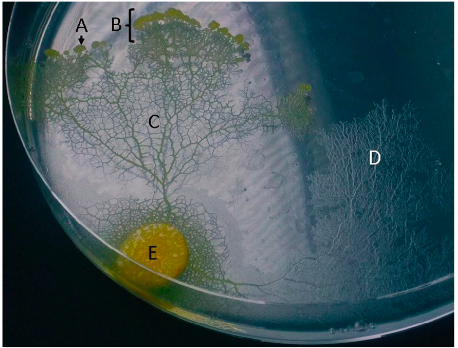 slime_mold_exploring