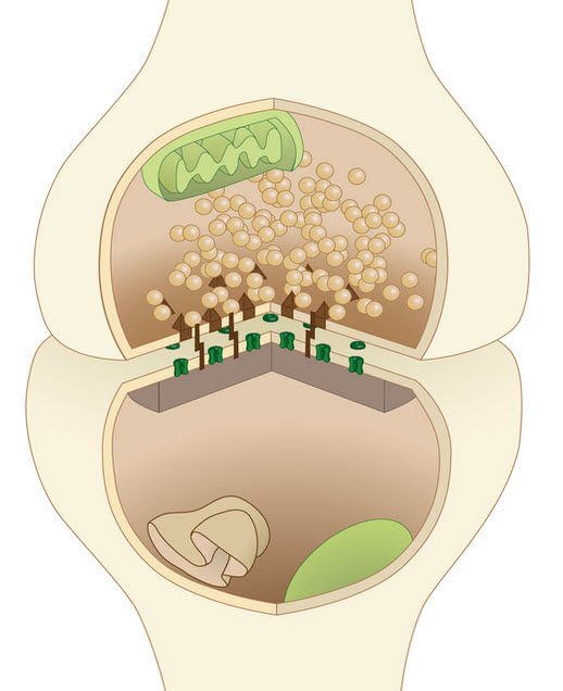 synapse